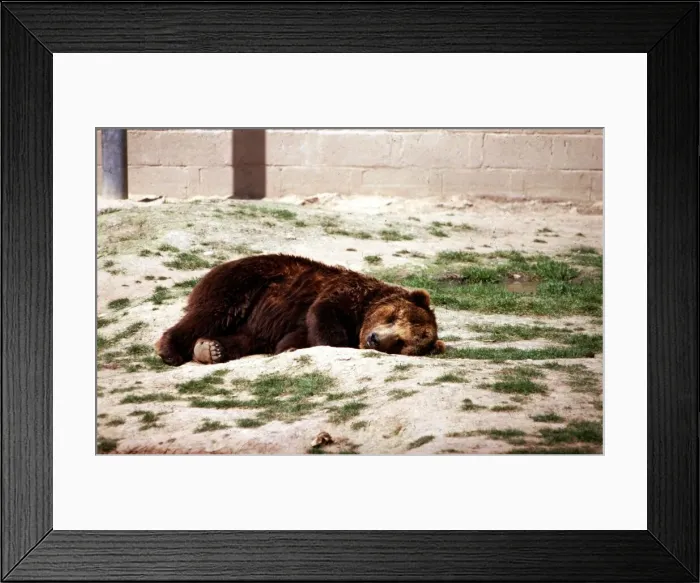 Framed Print : Animals - Brown Bear July 1971 A©Mirrorpix Framed Print : Animals - Brown Bear July 1971 A©Mirrorpix