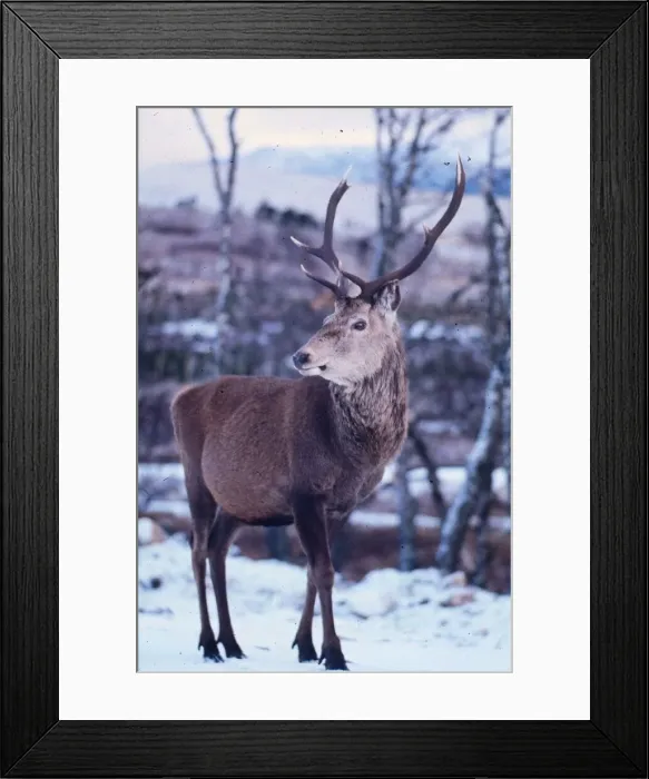 Framed Print : Deer in snow August 1981 Framed Print : Deer in snow August 1981