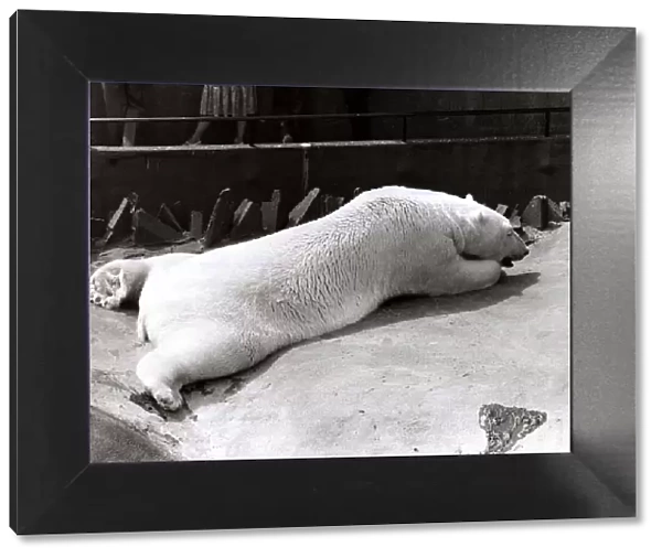 Polar Bear at London Zoo - July 1979 cooling off as the heat wave spreads through