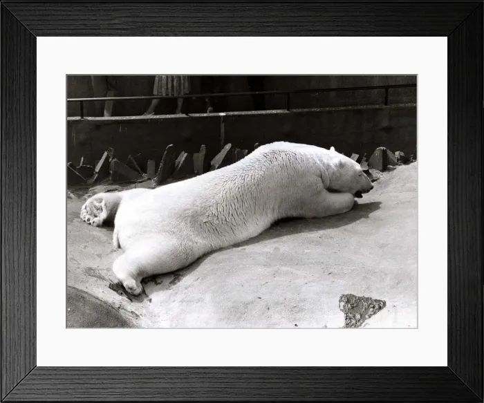 Framed Print : Polar Bear at London Zoo - July 1979 cooling off as the heat wave spreads through Framed Print : Polar Bear at London Zoo - July 1979 cooling off as the heat wave spreads through