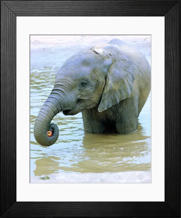 Framed Print : Dilberta one of London Zoos Indian elephant takes to water to keep cool im Framed Print : Dilberta one of London Zoos Indian elephant takes to water to keep cool im