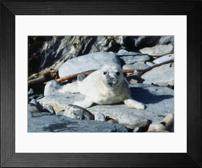 Framed Print : Seals October 1978 baby seal on rocks Framed Print : Seals October 1978 baby seal on rocks