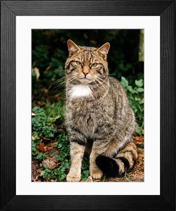 Framed Print : Cat Mr Hiss at Kirkcudbright Wildlife Park Framed Print : Cat Mr Hiss at Kirkcudbright Wildlife Park