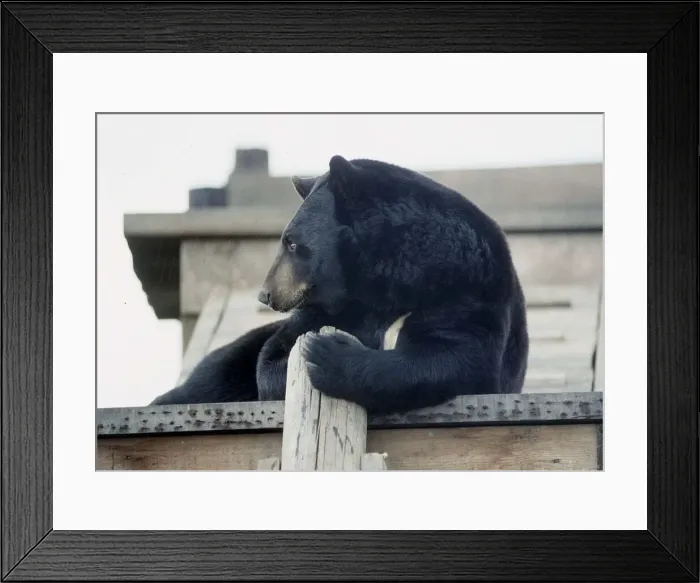 Framed Print : Black bear Calderpark Zoo Glasgow August 1989 Framed Print : Black bear Calderpark Zoo Glasgow August 1989