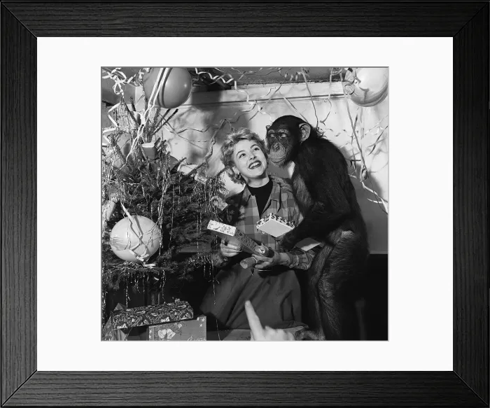 Framed Print : Actress Jill Adams attends a chimps Christmas party December 1955