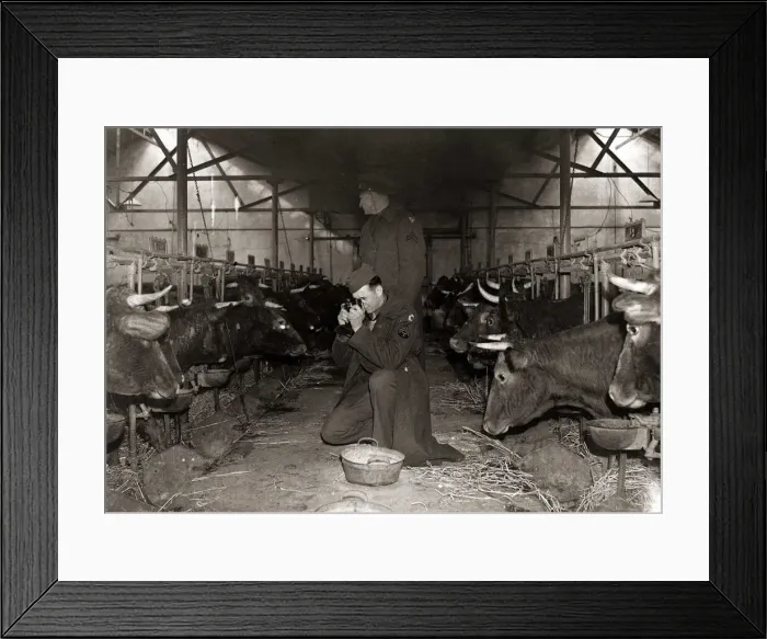 Framed Print : American soldiers, farmers in peace time, taking photographs of South Devon pedigree Framed Print : American soldiers, farmers in peace time, taking photographs of South Devon pedigree