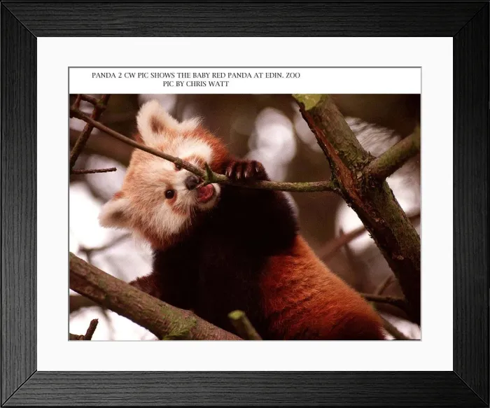 Framed Print : Baby red panda bear chewing on branch of a tree at Edinburgh Zoo 1997