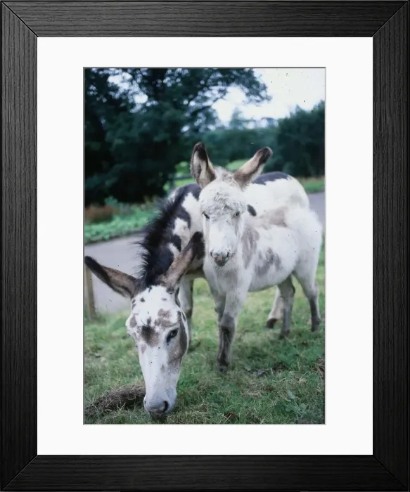 Framed Print : Donkeys August 1979 baby donkey with mother Framed Print : Donkeys August 1979 baby donkey with mother