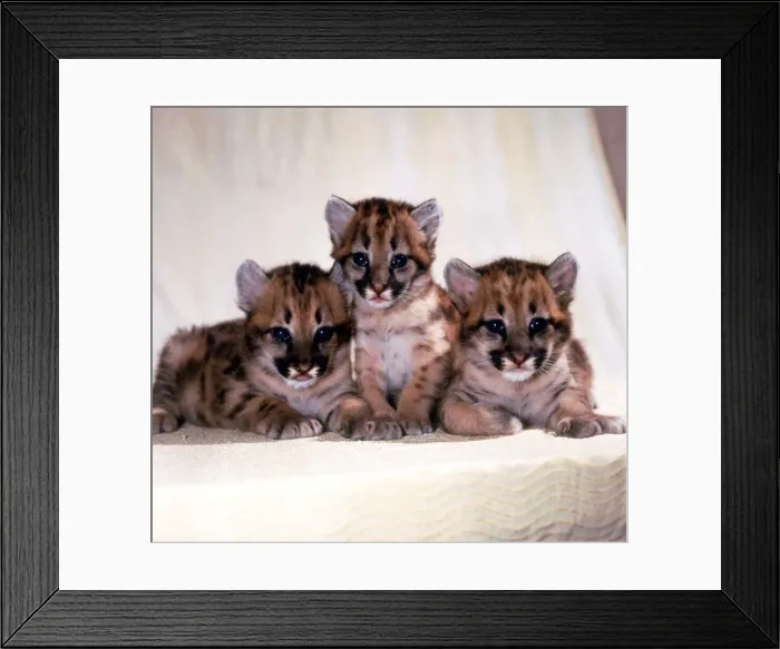 Framed Print : One month old baby Puma cubs at Southam Tiger Park, Warwickshire August 1985 Framed Print : One month old baby Puma cubs at Southam Tiger Park, Warwickshire August 1985