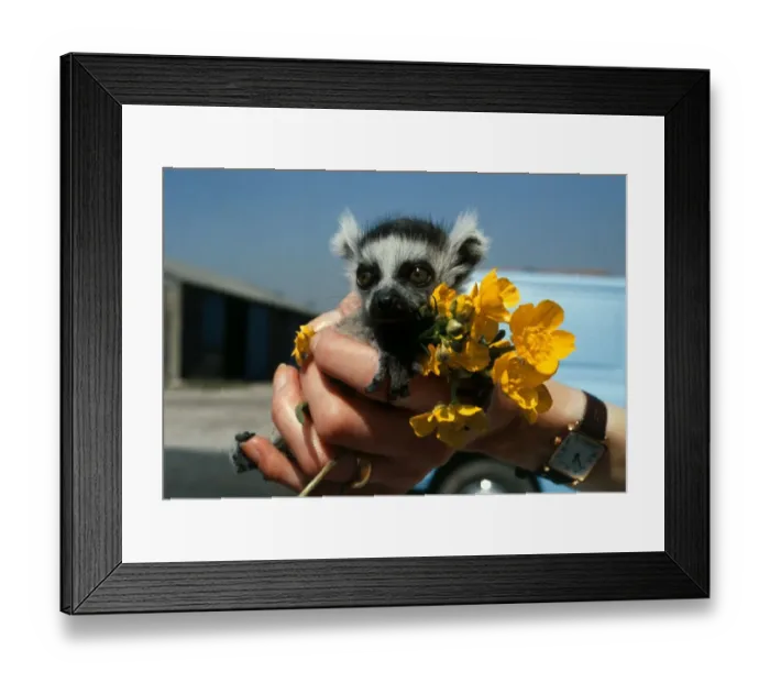 Framed Print : A baby lemur held in the palm of the zookeepers hand soon after his birth at Chester Zoo