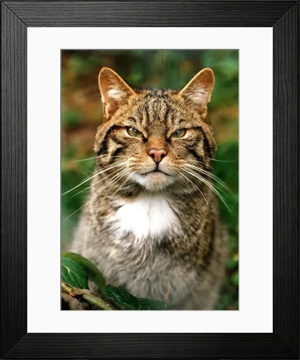 Framed Print : Wild Cat Mr Hiss from Kirkcubright Wildlife Park Framed Print : Wild Cat Mr Hiss from Kirkcubright Wildlife Park