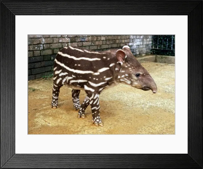 Framed Print : Baby Tapir at London Zoo September 1984 A©Mirrorpix Framed Print : Baby Tapir at London Zoo September 1984 A©Mirrorpix
