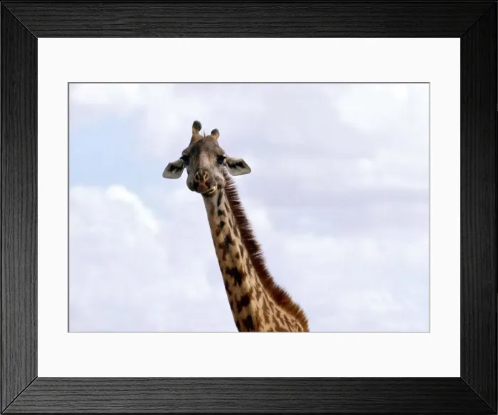 Framed Print : Animals - Giraffe - February 1971 Nairobi Game Park - Kenya Framed Print : Animals - Giraffe - February 1971 Nairobi Game Park - Kenya
