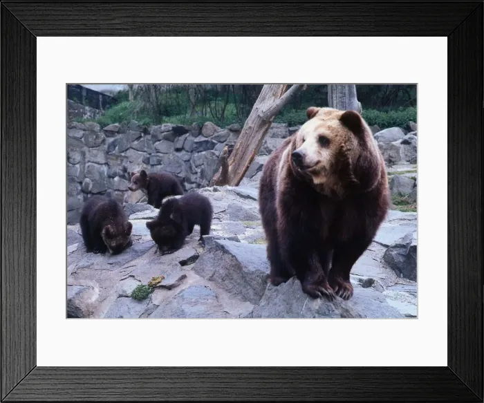 Framed Print : Brown bear mother with cubs May 1977 Framed Print : Brown bear mother with cubs May 1977