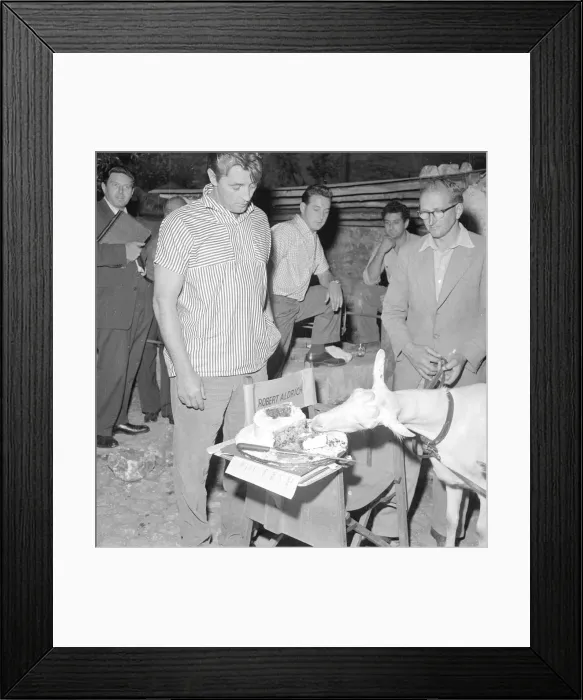 Framed Print : American film actor Robert Mitchum looks unimpressed as a goat eats his birthday cake