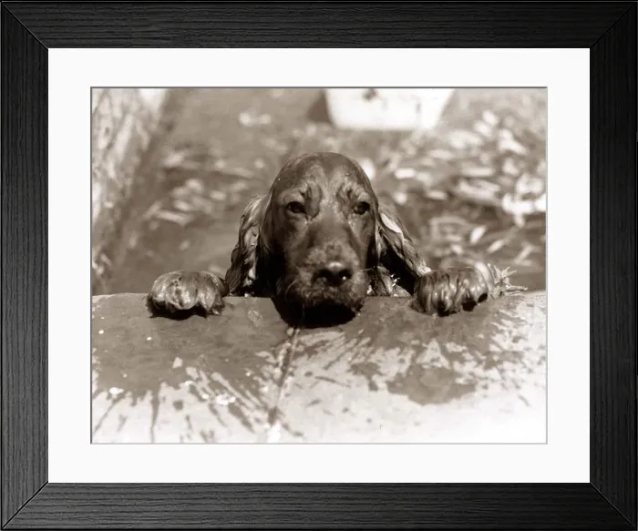 Framed Print : Spaniel Dog takes a dip - June 1986 Framed Print : Spaniel Dog takes a dip - June 1986