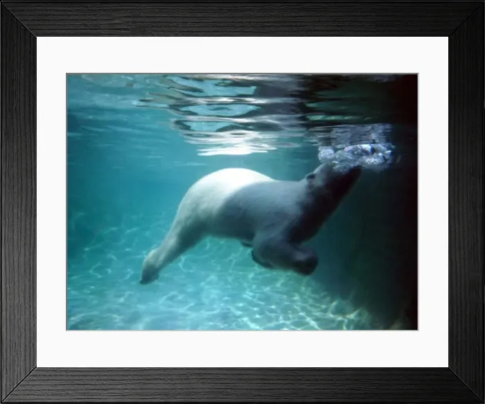 Framed Print : Underwater Polar Bears, London Zoo June 1969 A©Mirrorpix Framed Print : Underwater Polar Bears, London Zoo June 1969 A©Mirrorpix