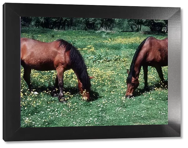 Horses in Field - May 1975