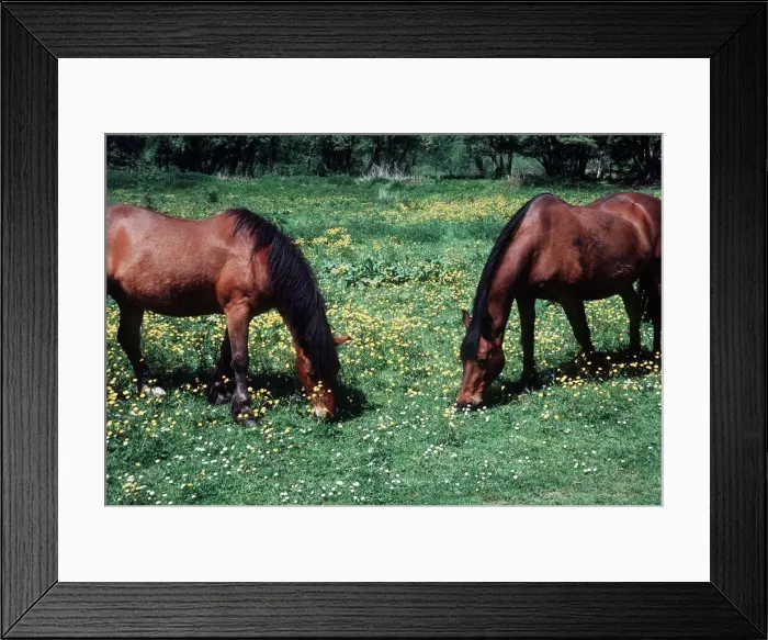 Framed Print : Horses in Field - May 1975 Framed Print : Horses in Field - May 1975