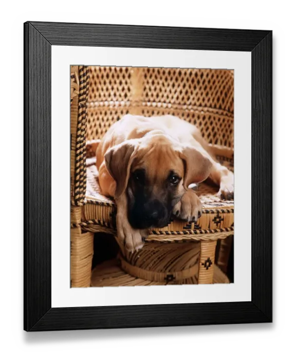 Framed Print : Animals - Dogs - Great Dane Great Dane Puppy June 1985 A©Mirrorpix