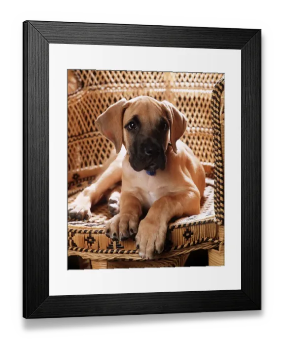 Framed Print : Animals - Dogs - Great Dane Great Dane puppy June 1985 01 / 06 / 1985 Framed Print : Animals - Dogs - Great Dane Great Dane puppy June 1985 01 / 06 / 1985