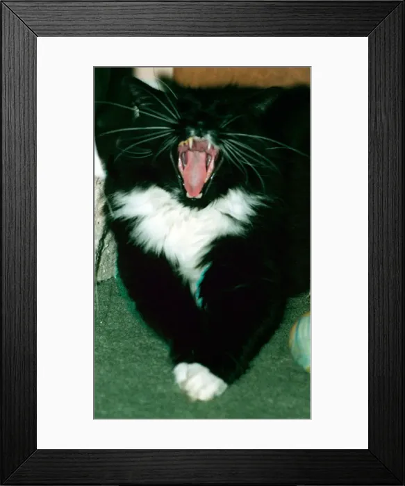 Framed Print : Sylvester the troublesome cat featured January 1999 in the television programme