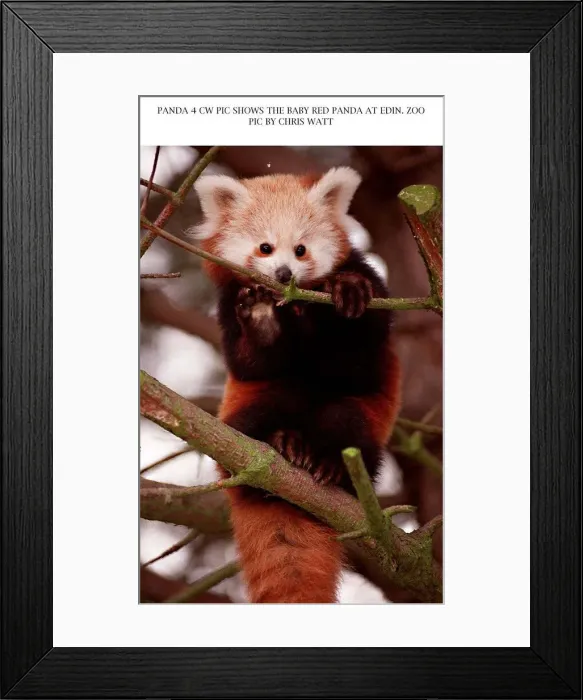 Framed Print : Baby red panda bear sitting on branch at Edinburgh Zoo 1997 Framed Print : Baby red panda bear sitting on branch at Edinburgh Zoo 1997