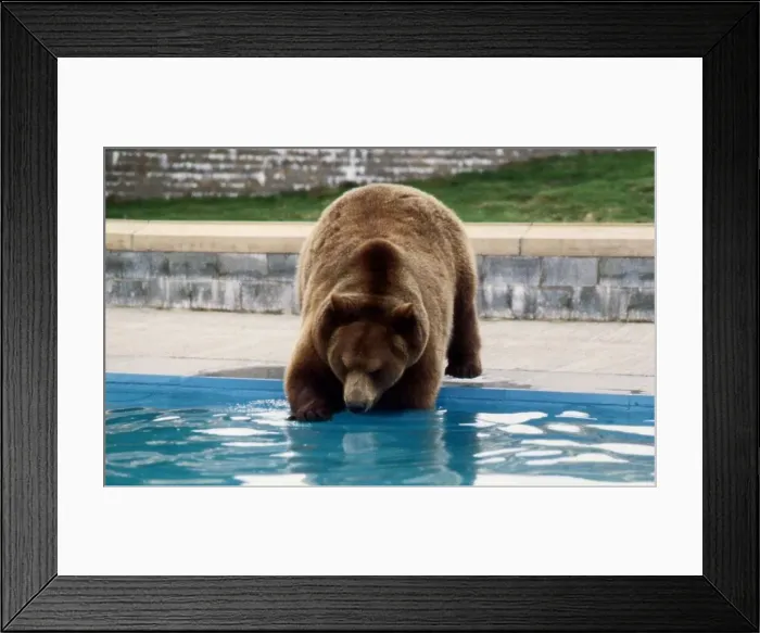 Framed Print : Hercules the Bear going into swimming pool May 1989