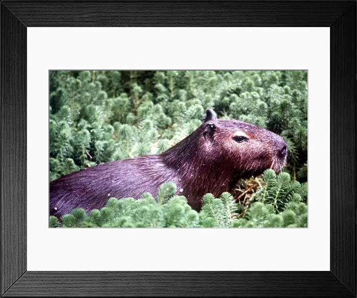 Framed Print : Animals Amazon Capybara March 1975 Hydrochaerus Hydrochaerus Framed Print : Animals Amazon Capybara March 1975 Hydrochaerus Hydrochaerus