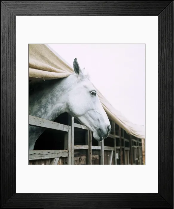 Framed Print : Horse of the Year Show - October 1973 Stables Framed Print : Horse of the Year Show - October 1973 Stables
