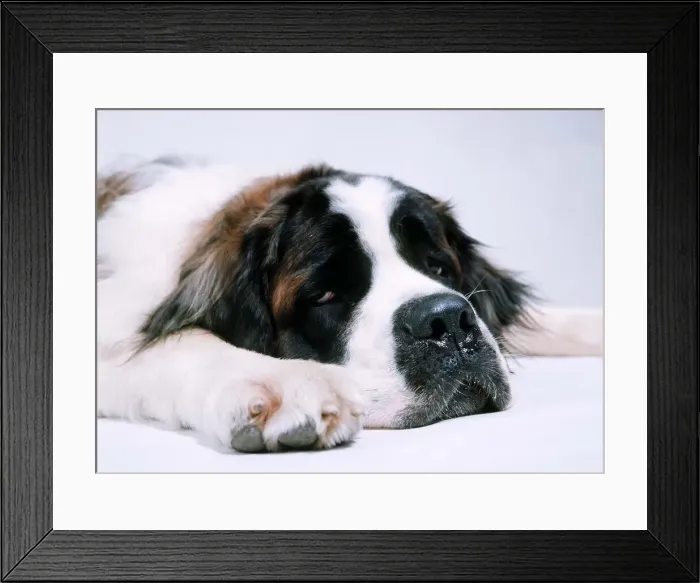 Framed Print : St Bernard Dog - September 1976 Framed Print : St Bernard Dog - September 1976