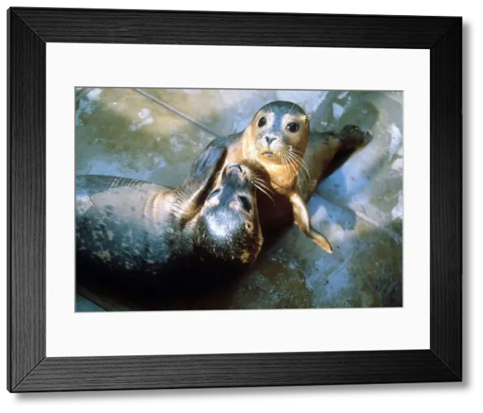 Framed Print : Seals at the Sea sanctuary in Norfolk - November 1987 Framed Print : Seals at the Sea sanctuary in Norfolk - November 1987