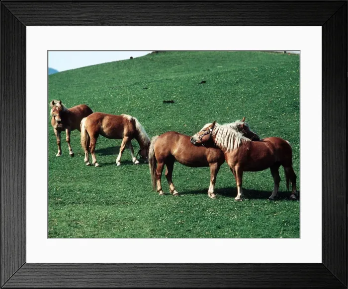 Framed Print : Haflinger Horses in Tirol, Austria - August 1979