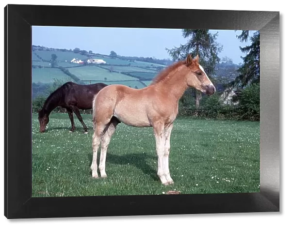 Horse - Foal - June 1974