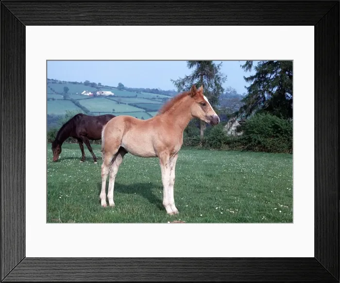 Framed Print : Horse - Foal - June 1974 Framed Print : Horse - Foal - June 1974
