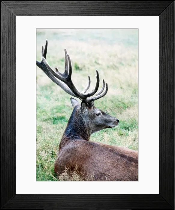 Framed Print : Red Deer - January 1980 Framed Print : Red Deer - January 1980