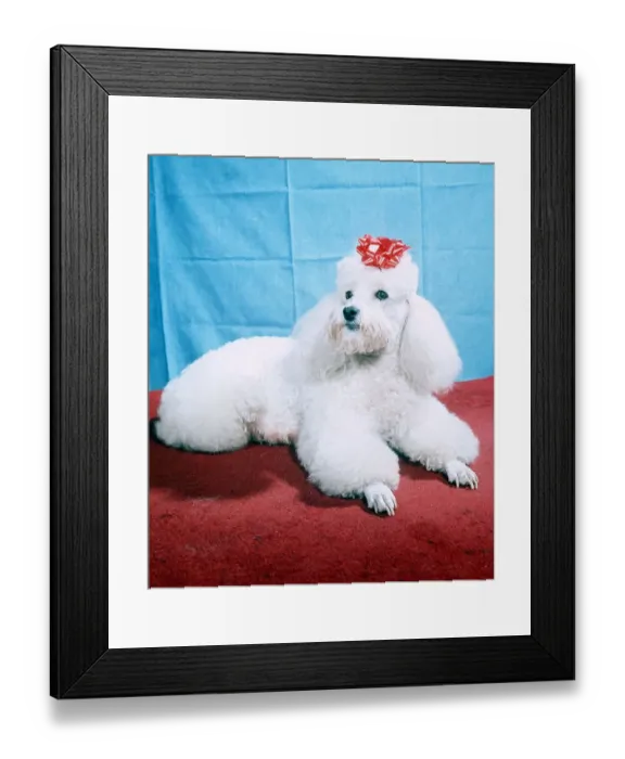 Framed Print : GiGi the Poodle - February 1965 Framed Print : GiGi the Poodle - February 1965