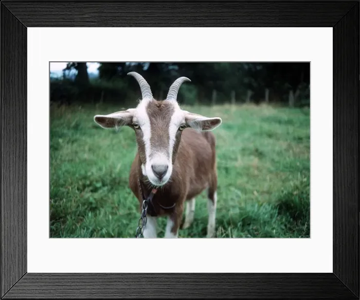 Framed Print : Goat - Toggenburg - January 1980 Framed Print : Goat - Toggenburg - January 1980