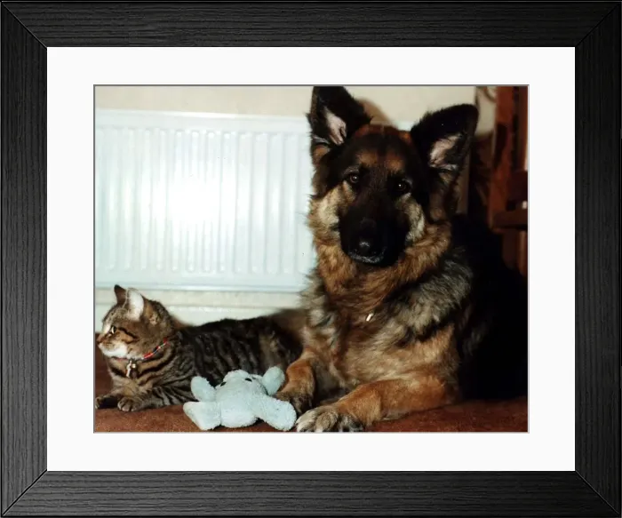 Framed Print : Cat and dog next to radiator beside blue soft toys tabby Cleo German Shepherd Star Framed Print : Cat and dog next to radiator beside blue soft toys tabby Cleo German Shepherd Star