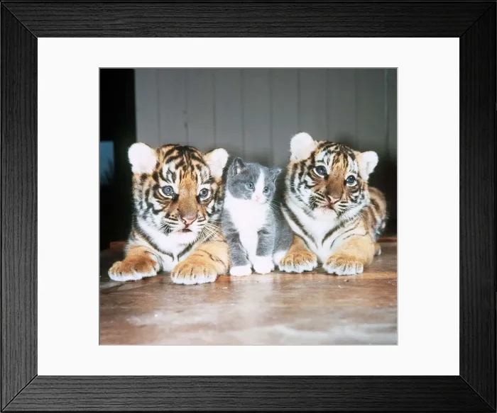 Framed Print : Tiger Cubs and a Kitten - May 1985 owned by Raymond Graham Jones of Southam Tiger Framed Print : Tiger Cubs and a Kitten - May 1985 owned by Raymond Graham Jones of Southam Tiger