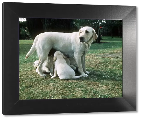 Yellow Labrador and puppies - July 1971