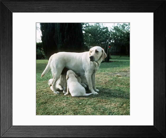 Framed Print : Yellow Labrador and puppies - July 1971 Framed Print : Yellow Labrador and puppies - July 1971