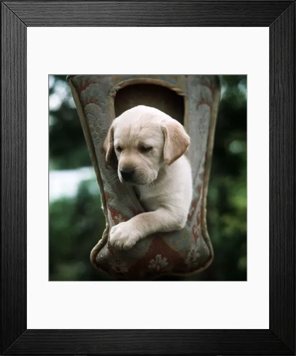 Framed Print : Yellow Labrador Pup - July 1967 hanging from a pouch Framed Print : Yellow Labrador Pup - July 1967 hanging from a pouch