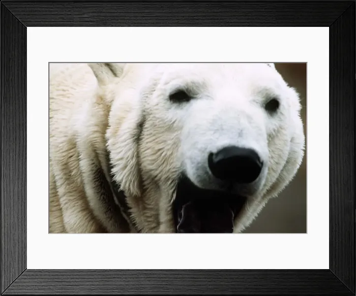 Framed Print : Polar Bear at London Zoo - March 1984 Framed Print : Polar Bear at London Zoo - March 1984