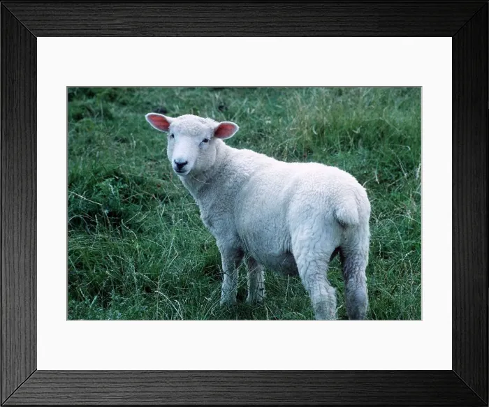 Framed Print : Sheep - Oxford Down - January 1980 Framed Print : Sheep - Oxford Down - January 1980