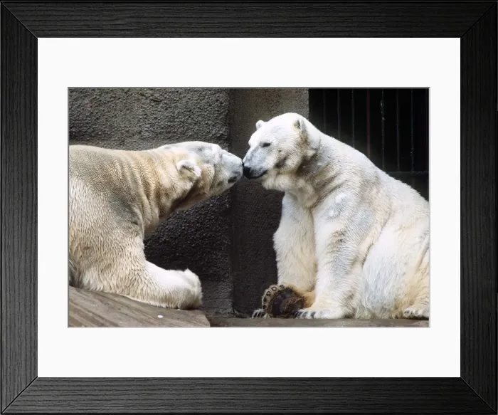 Framed Print : Polar Bears at London Zoo - March 1984 Framed Print : Polar Bears at London Zoo - March 1984