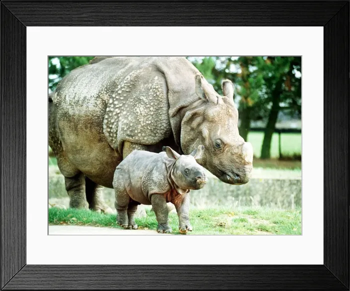 Framed Print : Animals Rhino October 1989 Bardia the rhino with his mother Roopa born 3 weeks ago