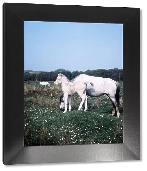 Welsh ponies and Foals - June 1977