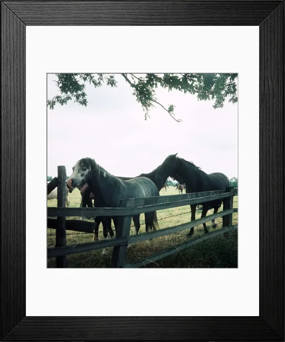 Framed Print : Horses in Field - May 1975