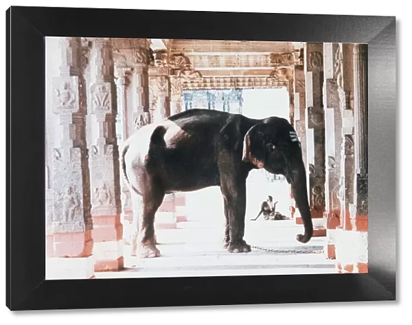India The temple elephant and an old man in the temple colonade at Kancheepuram near